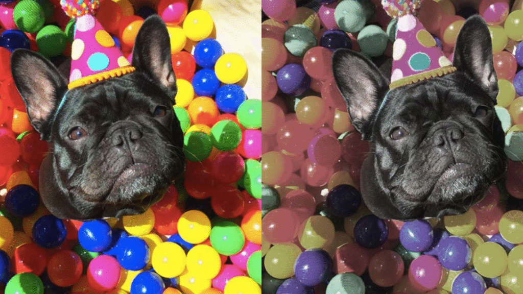 7 Everyday Color Wins Based on What Colors Can Dogs See | petcareinf
