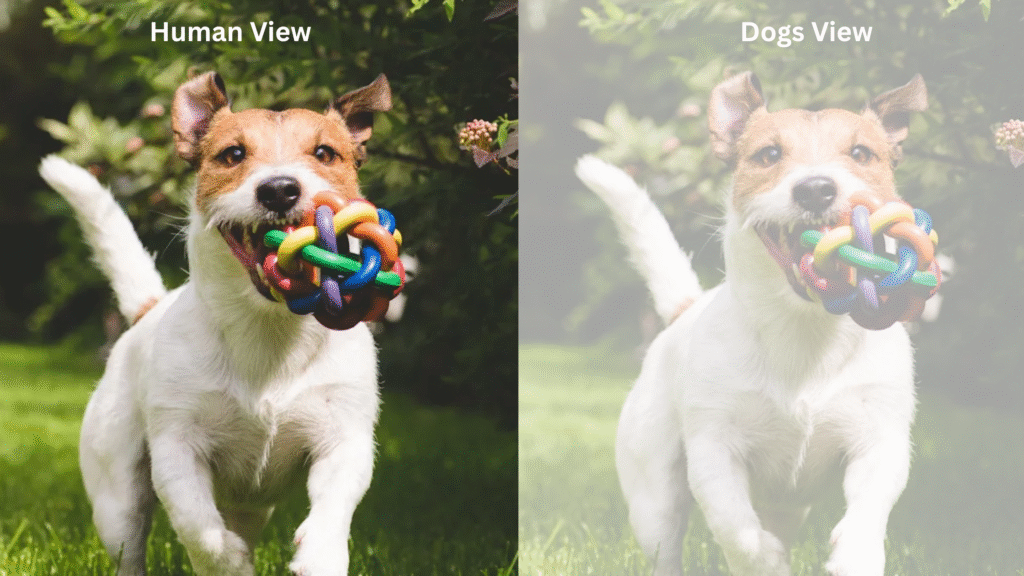 what colors can dogs see | petcareinf