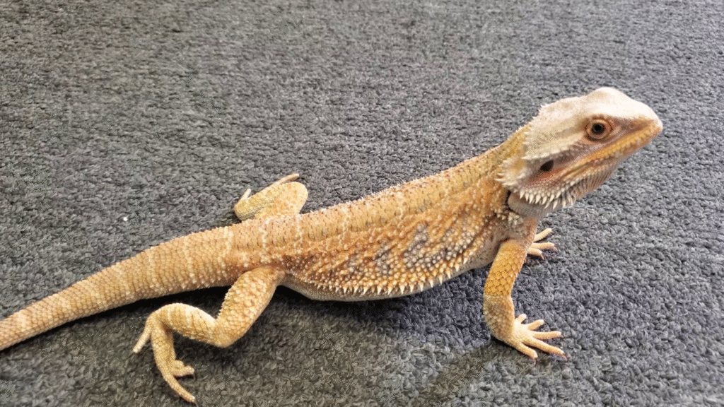Best Bearded Dragon Names