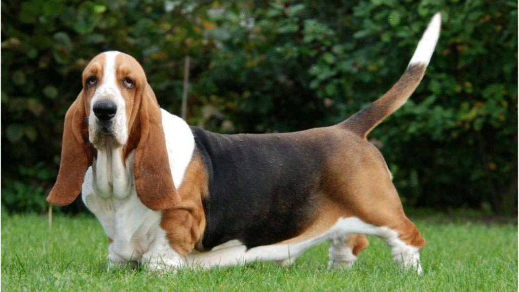 Basset Hound Wrinkly Dog Breeds