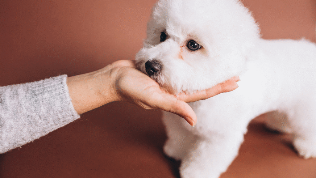 Bichon Frise Mini Hypoallergenic Dogs Bichon Frise Mini Hypoallergenic Dogs