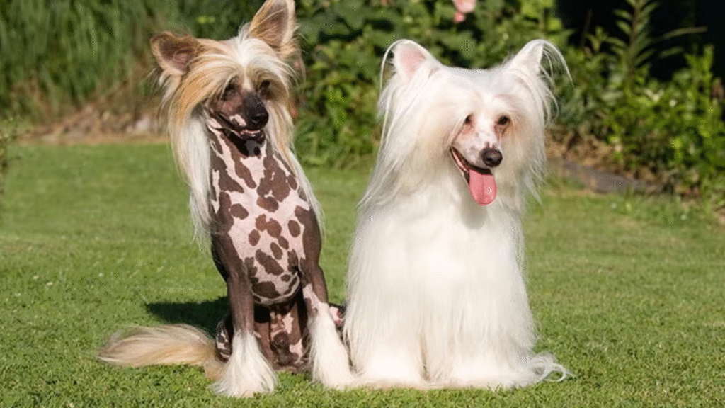 Chinese Crested (Hairless & Powderpuff) Mini Hypoallergenic Dogs Chinese Crested (Hairless & Powderpuff) Mini Hypoallergenic Dogs