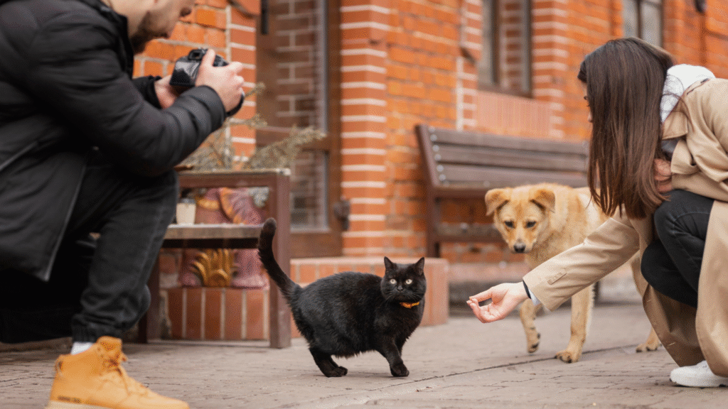 Common Arguments with Cats and  Dog 