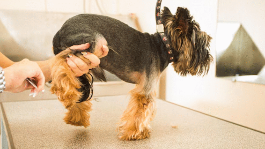 Common Causes of Dog Lose Hair