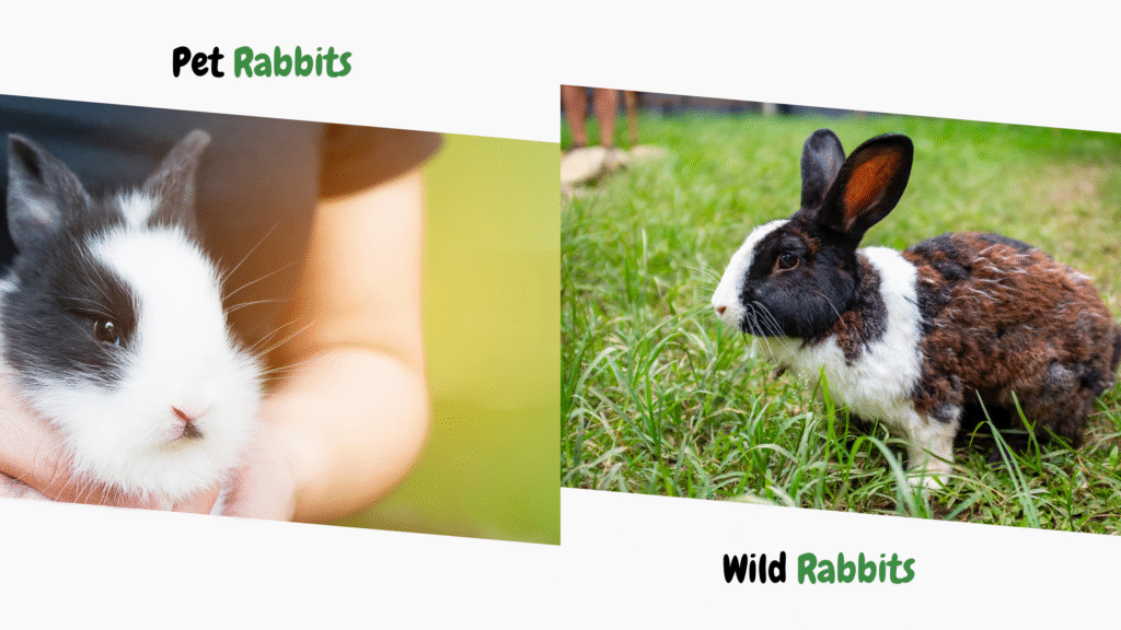 Pet Rabbits vs Wild Rabbits 