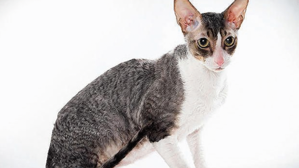 Cornish Rex – The Elegant Curly Cat