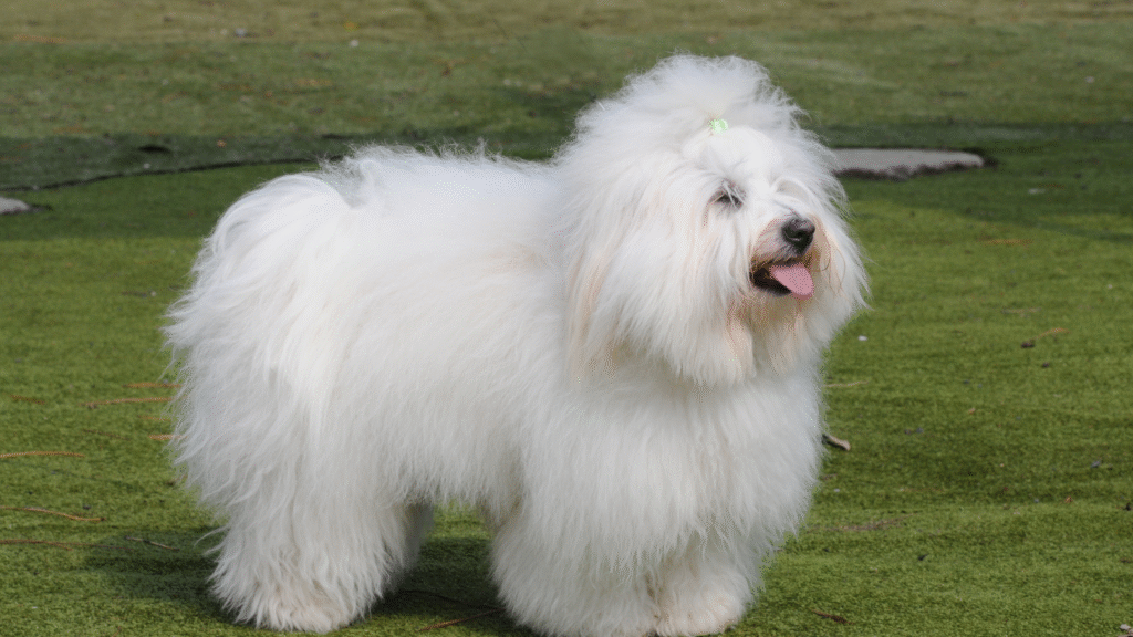 Coton de Tulear Mini Hypoallergenic Dogs Coton de Tulear Mini Hypoallergenic Dogs