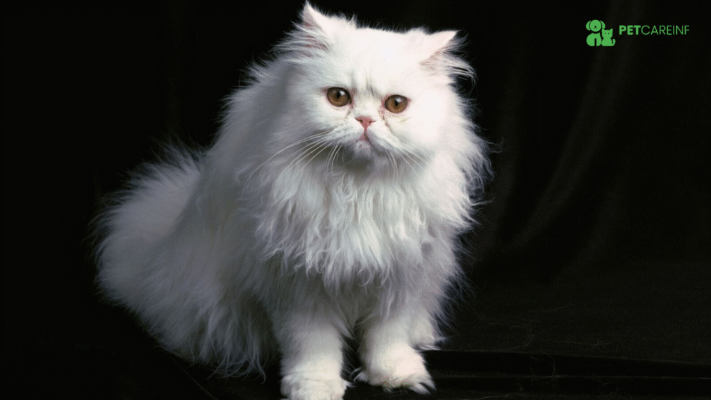 Curly Cat | What Breed of Cat is Curly