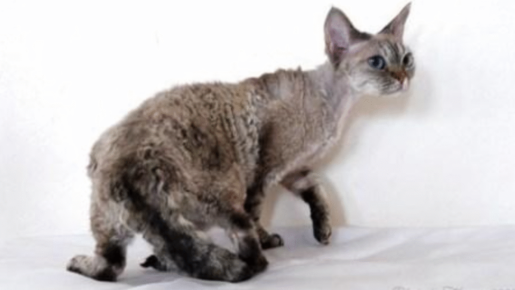 Devon Rex – The Pixie Cat
