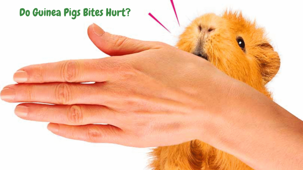 Do Guinea Pigs Bites Hurt 