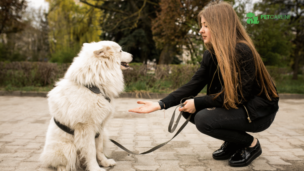 Dog Training How to Train Your Dog Step by Step
