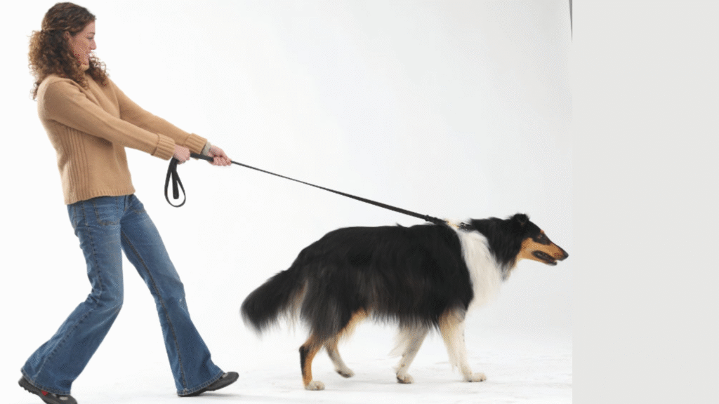 Dog Training Leash Training