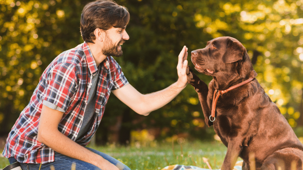 Dog Training Positive Reinforcement
