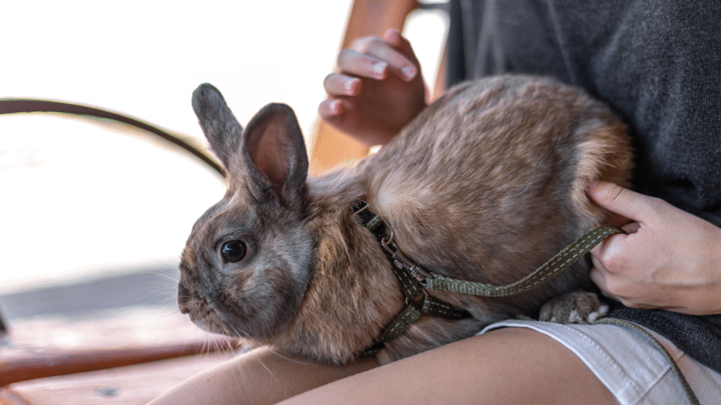 Factors That Affect How Long Bunnies Live 