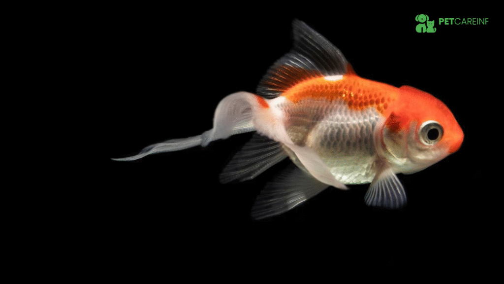 Fish Eye Problems_ Your Guide to Cloudy Eyes, Popeye, and More