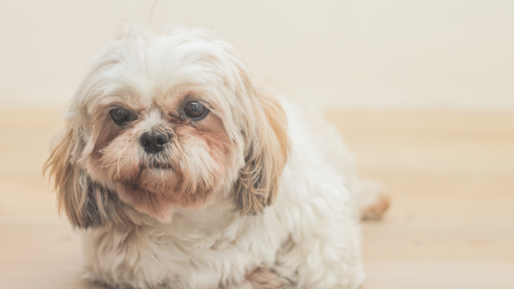 Havanese Hypoallergenic Dogs Havanese Hypoallergenic Dogs