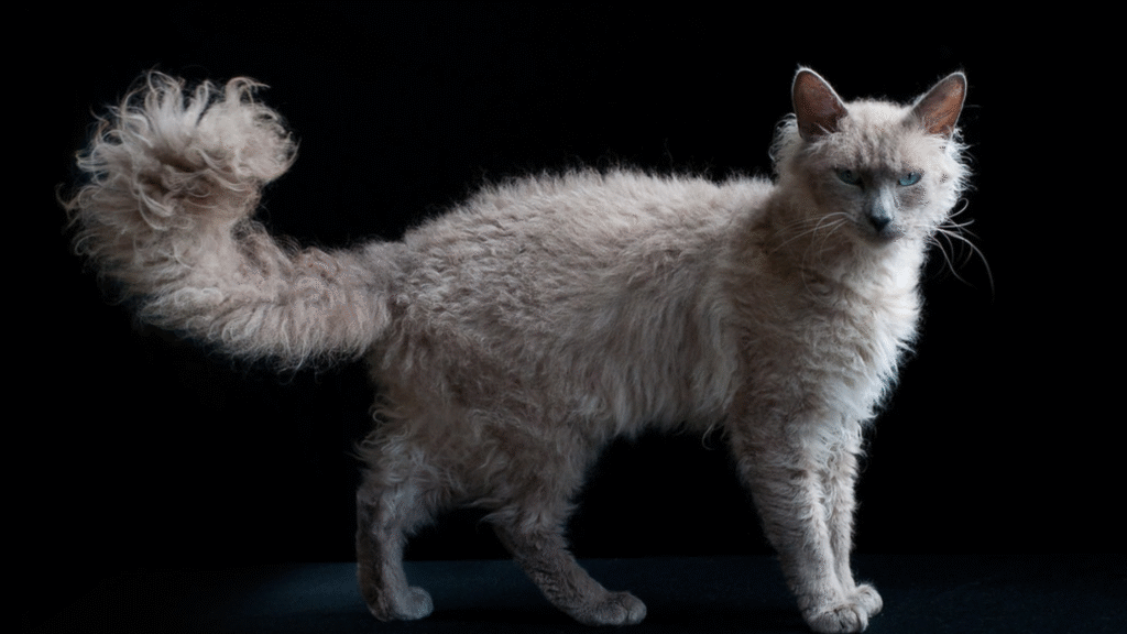 LaPerm – The Farm Cat with Curls