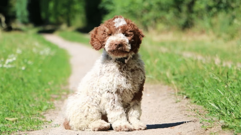 Lagotto Romagnolo (Smallest lines) Mini Hypoallergenic Dogs Lagotto Romagnolo (Smallest lines) Mini Hypoallergenic Dogs