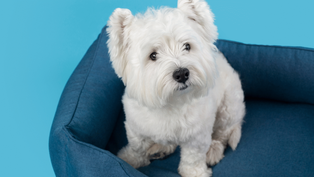 Maltese Hypoallergenic Dogs Maltese Hypoallergenic Dogs