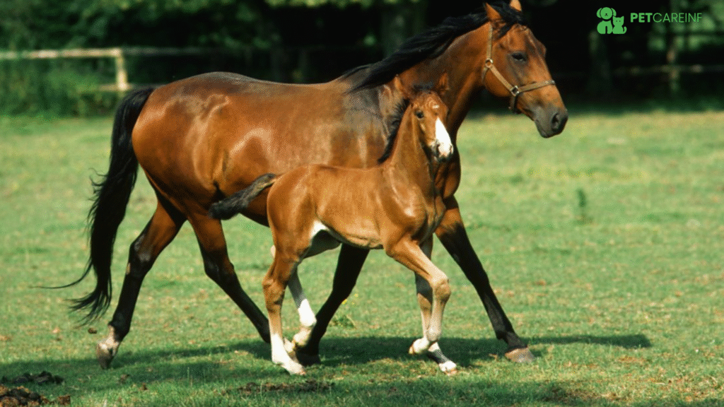 Mare Horse Names (Female Horses)