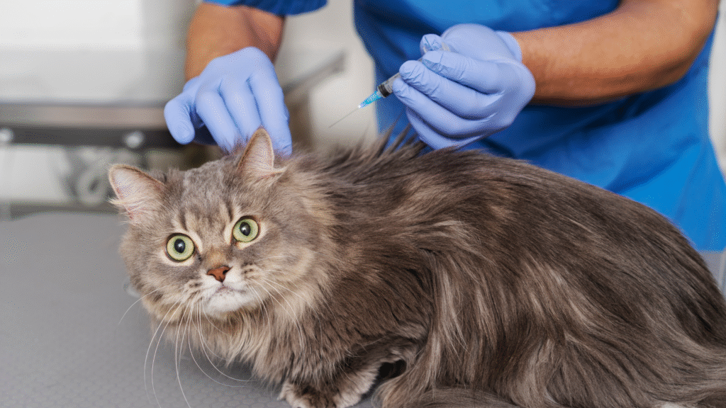 Medical Causes of Cat Drool