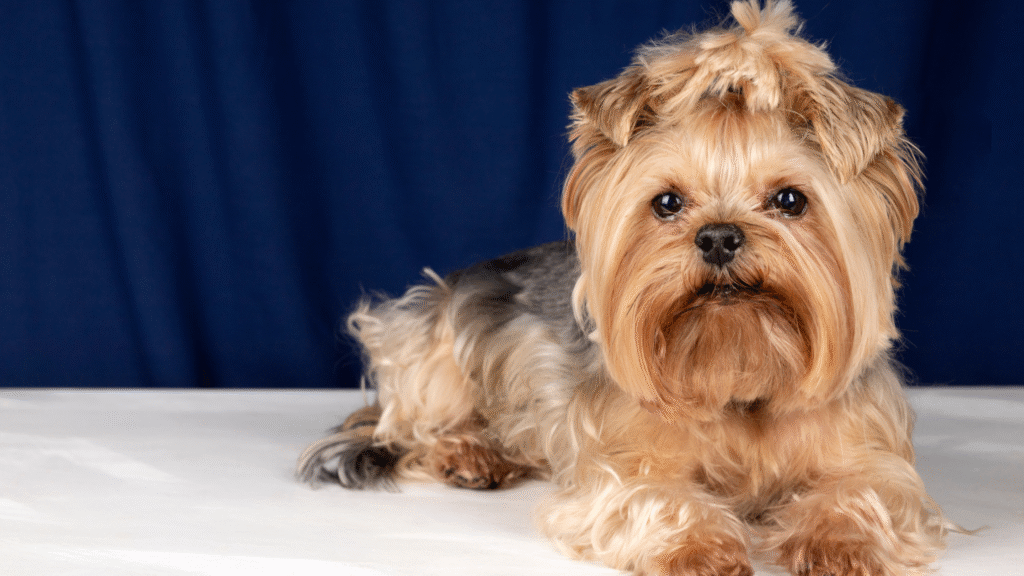 Miniature Schnauzer Hypoallergenic Dogs Miniature Schnauzer Hypoallergenic Dogs