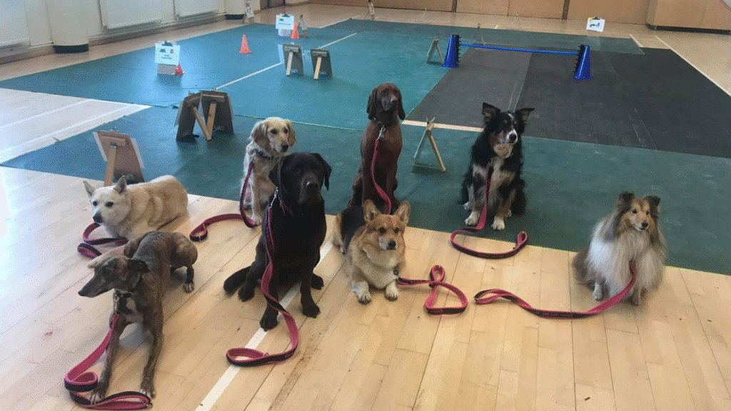 Obedience Classes dog traning