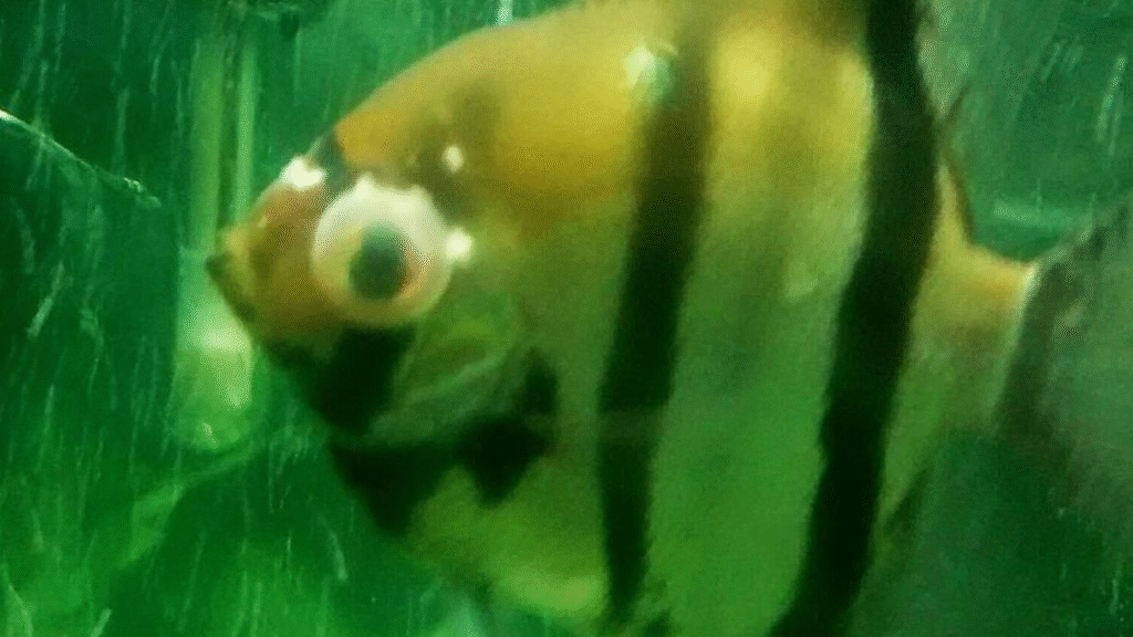 Popeye (Exophthalmia) Popeye (Exophthalmia)