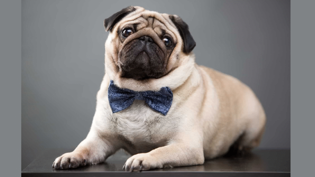 Pug dog Wrinkly Dog Breeds