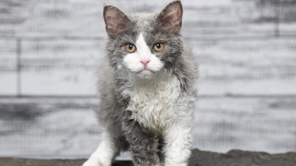 Selkirk Rex – The Teddy Bear Cat