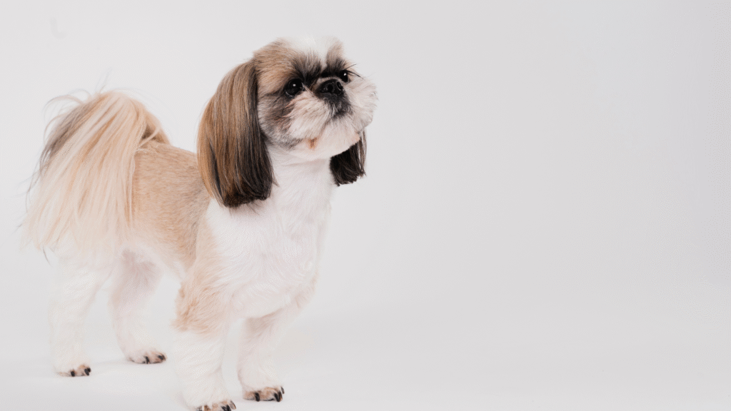 Shih Tzu Hypoallergenic Dogs Shih Tzu Hypoallergenic Dogs
