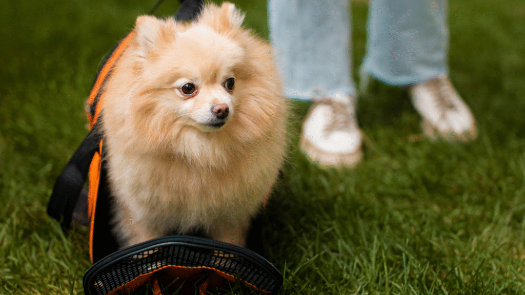 What Are Mini Hypoallergenic Dogs What Are Mini Hypoallergenic Dogs