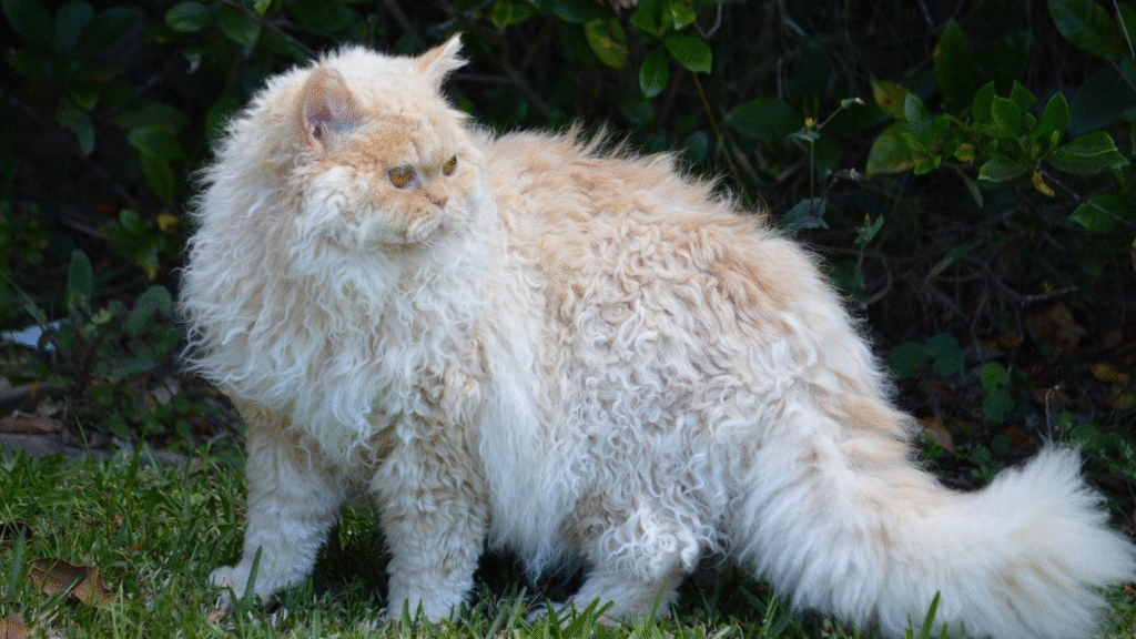 What Makes a Cat Curly