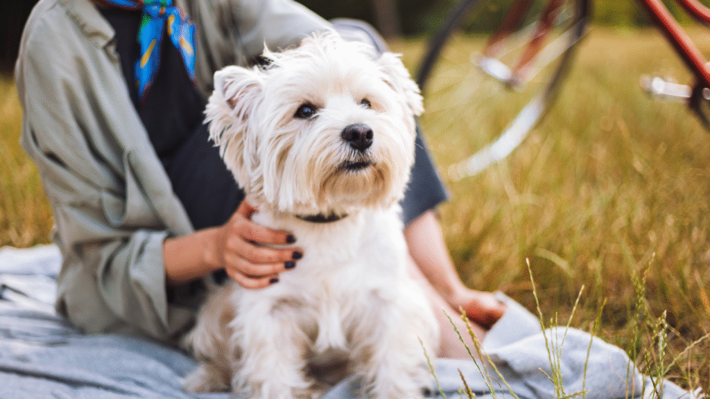 Where to Adopt Mini Hypoallergenic Dogs Where to Adopt Mini Hypoallergenic Dogs