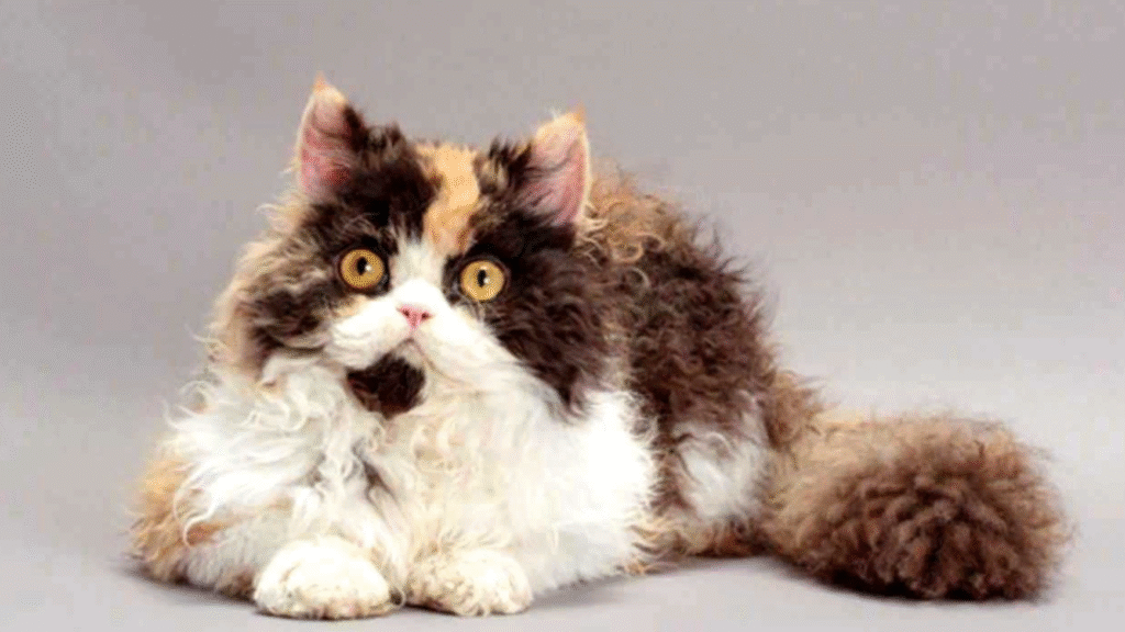 Why Curly Cats Are Special