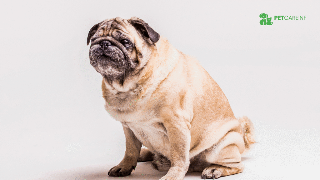 Wrinkly Dog Breeds A Guide to Adorable Folds and Care