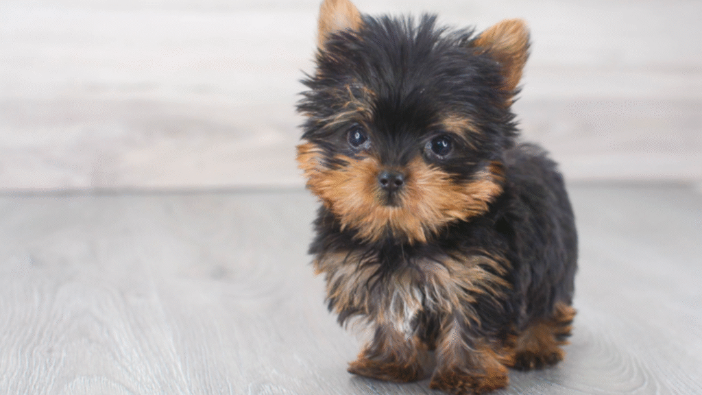 Yorkshire Terrier Mini Hypoallergenic Dogs Yorkshire Terrier Mini Hypoallergenic Dogs