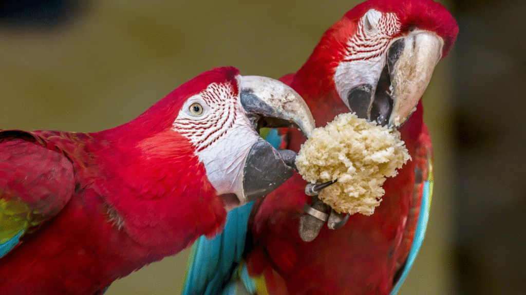 Diet and Nutrition for Macaw Scarlet Birds Diet and Nutrition for Macaw Scarlet Birds