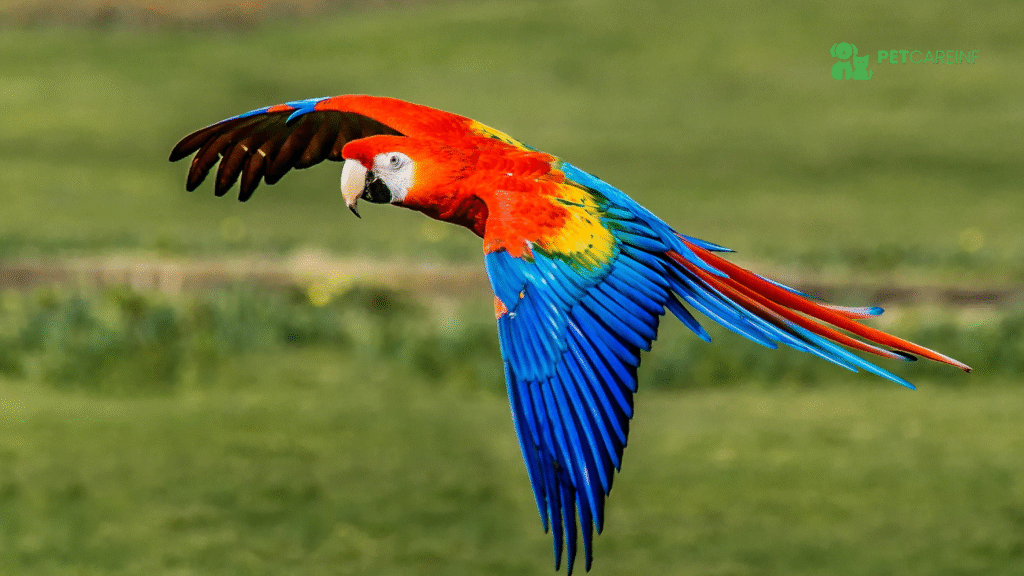 Macaw Scarlet: The Ultimate Guide to the Scarlet Macaw Bird