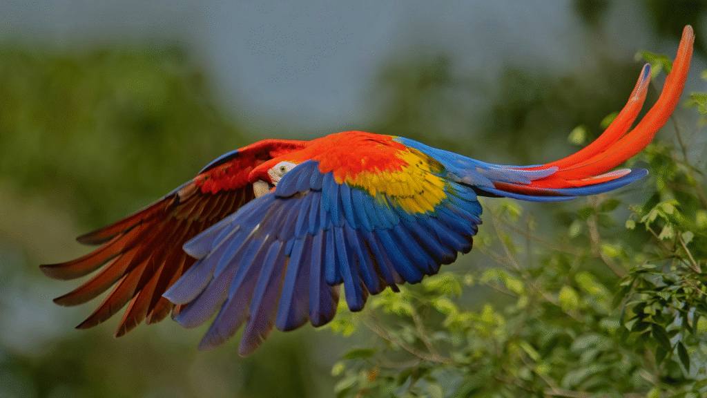 What Is the Macaw Scarlet Species What Is the Macaw Scarlet Species