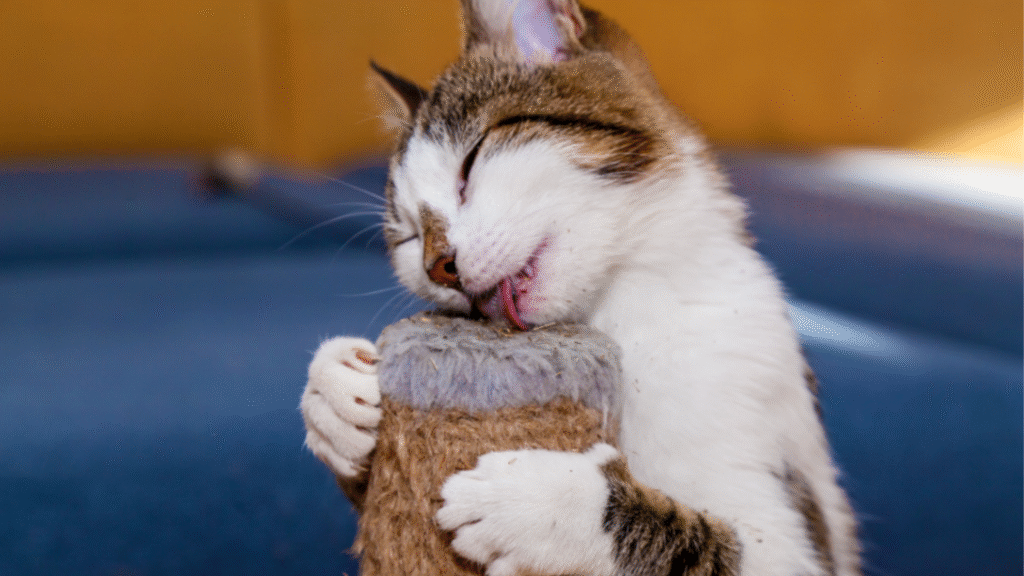 What Is Catnip? (Understanding the Basics)