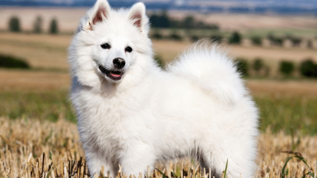 Are Curly Tails Linked to Health Issues?