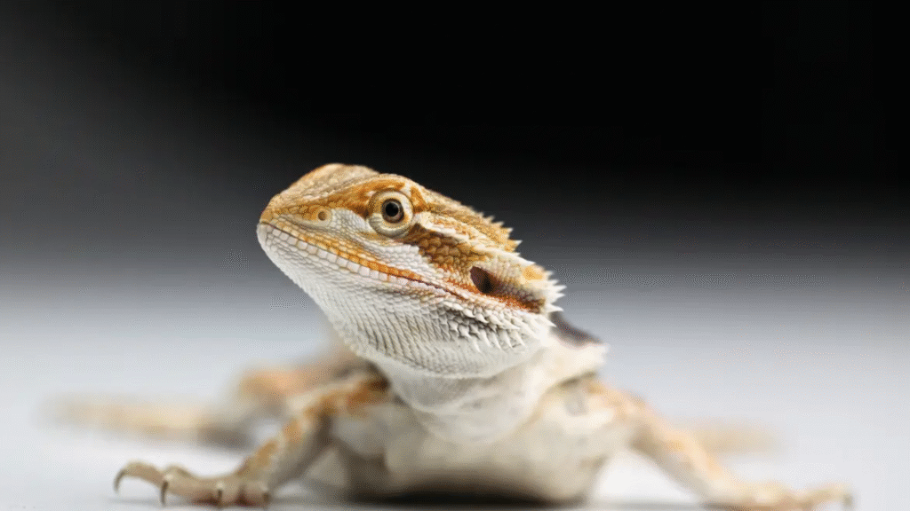 Best Bearded Dragon Names Male, Female, and Unique Ideas for 2026 (1)