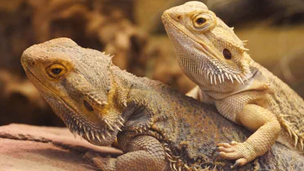 What Are the Best Male Bearded Dragon Names for 2026? | petcareinf