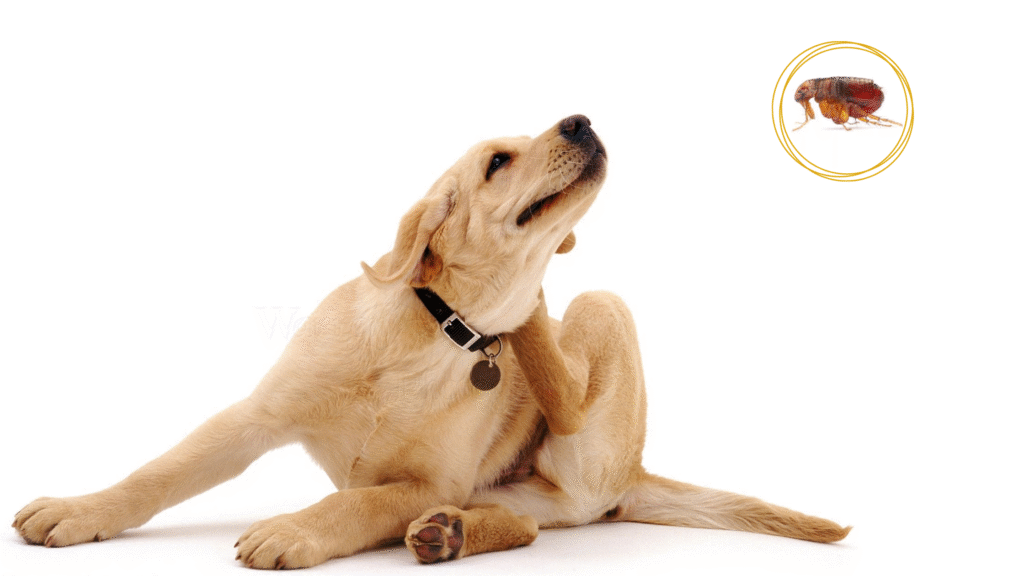 Understanding the Flea Problem Best Flea Treatment for Dogs | Petcareinf