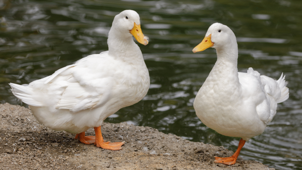 Choose Short and Memorable Cute Duck Nicknames