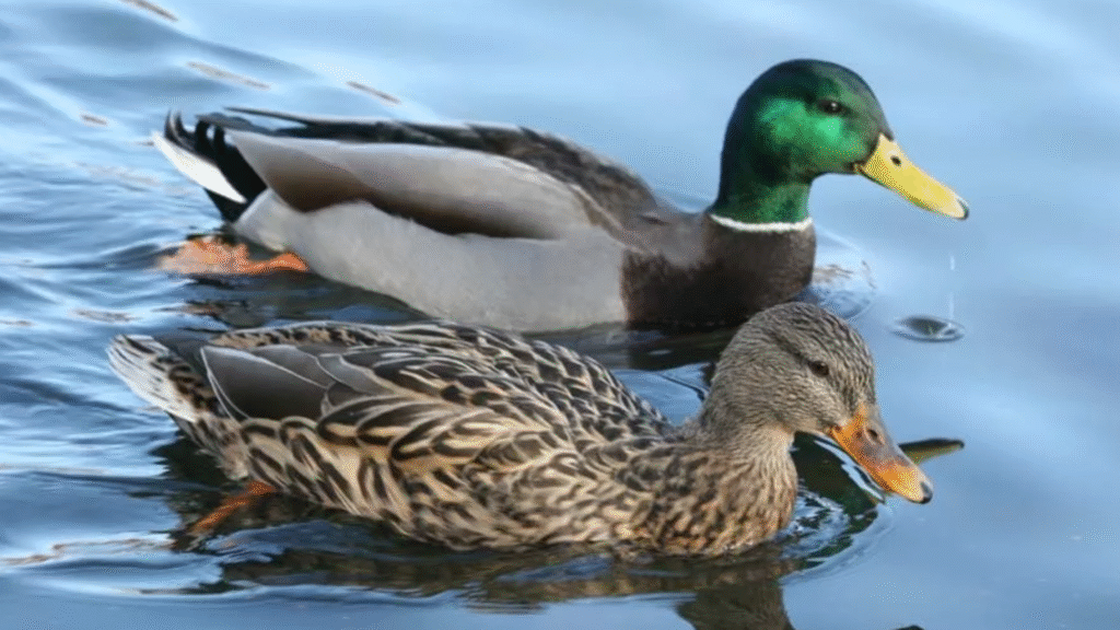 Creative and Unique Duck Names