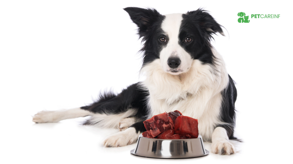Dog Food Which Is Best in Vet-Savvy Buyer’s Guide + Top 10 Products | Petcareinf