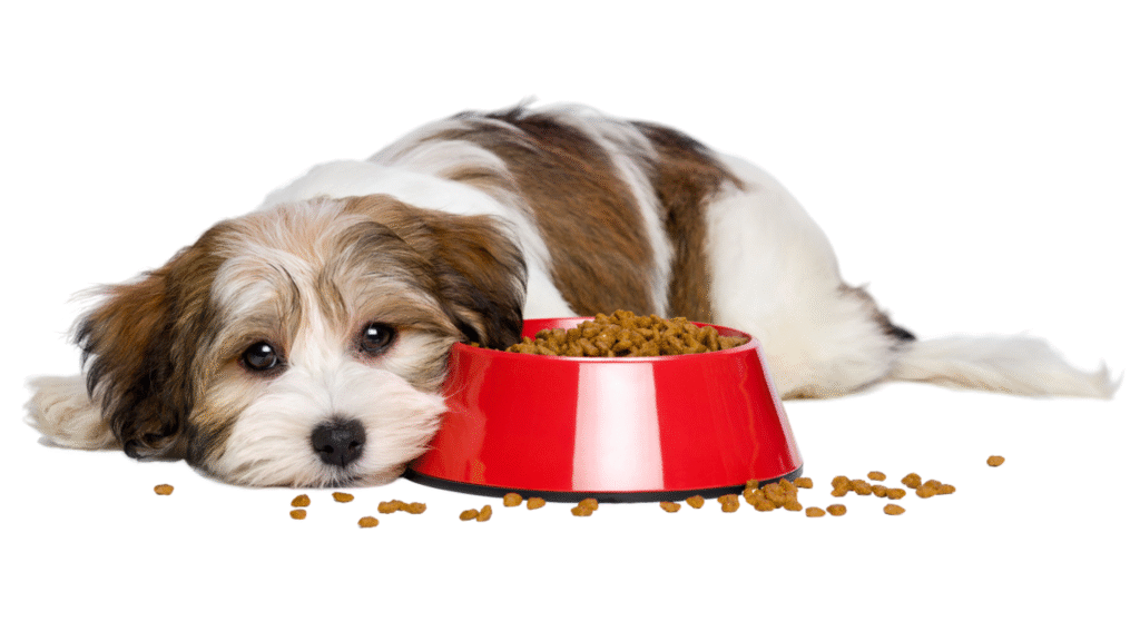 Dry vs. Wet vs. “Fresh” vs. Raw What’s Best Dry vs. Wet vs. “Fresh” vs. Raw dog food which is best | petcareinf