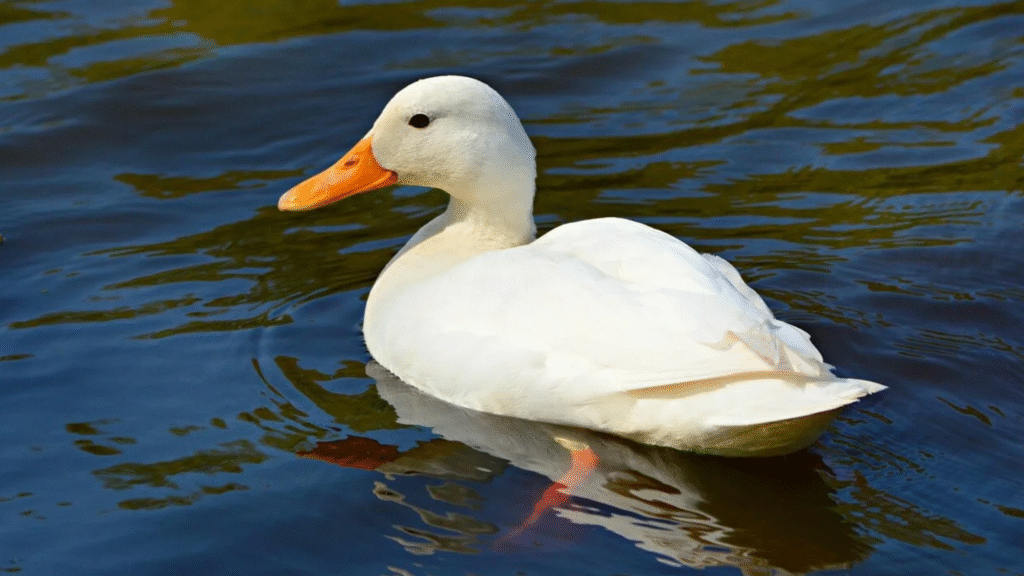 Duck Nickname Ideas Cute, Funny, and Creative Names for Ducks 2026